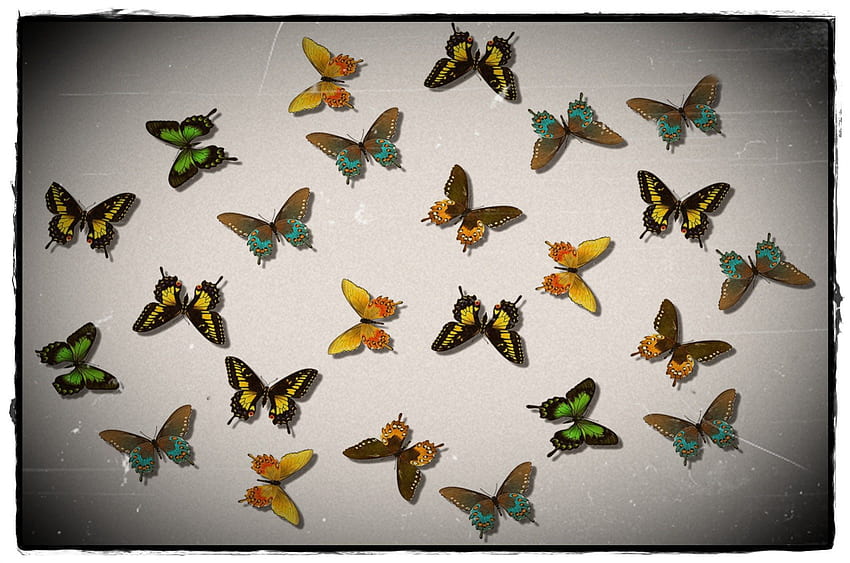 Butterflies, , wings, butterfly HD wallpaper