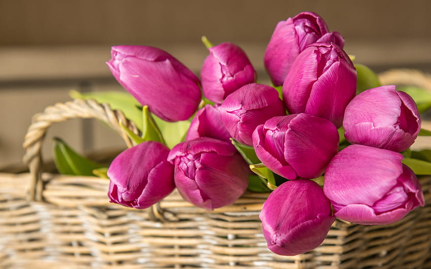 purple tulips, spring flowers, tulip bouquet, tulips in a basket, purple flowers HD wallpaper