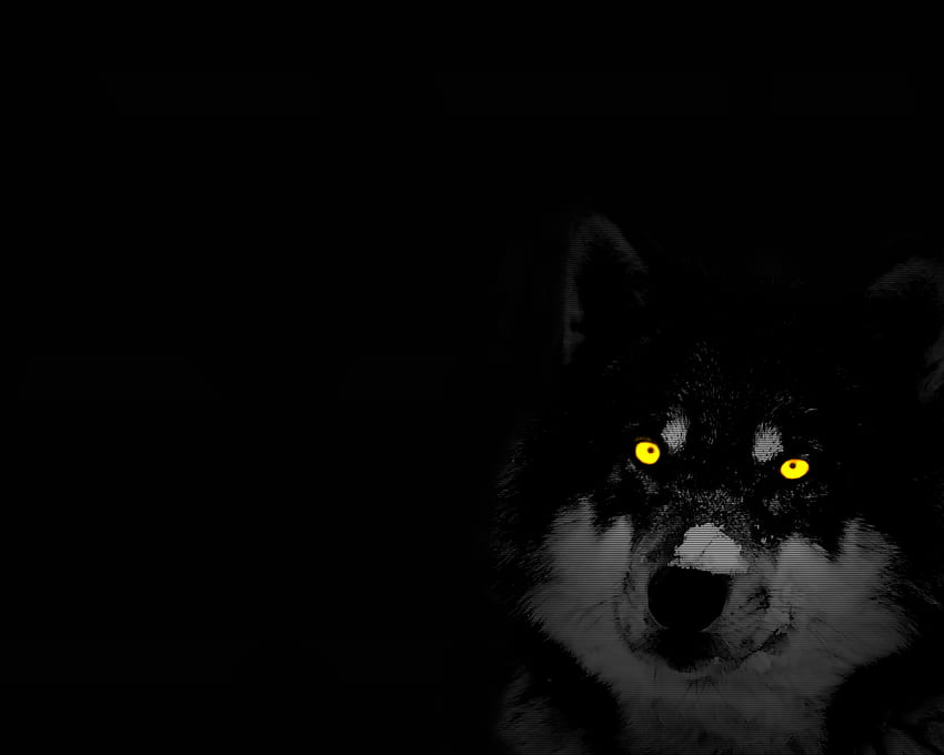 wolf with black background. Windows 10 arrives on July 29. Wolf , Wild animal , Animals HD wallpaper