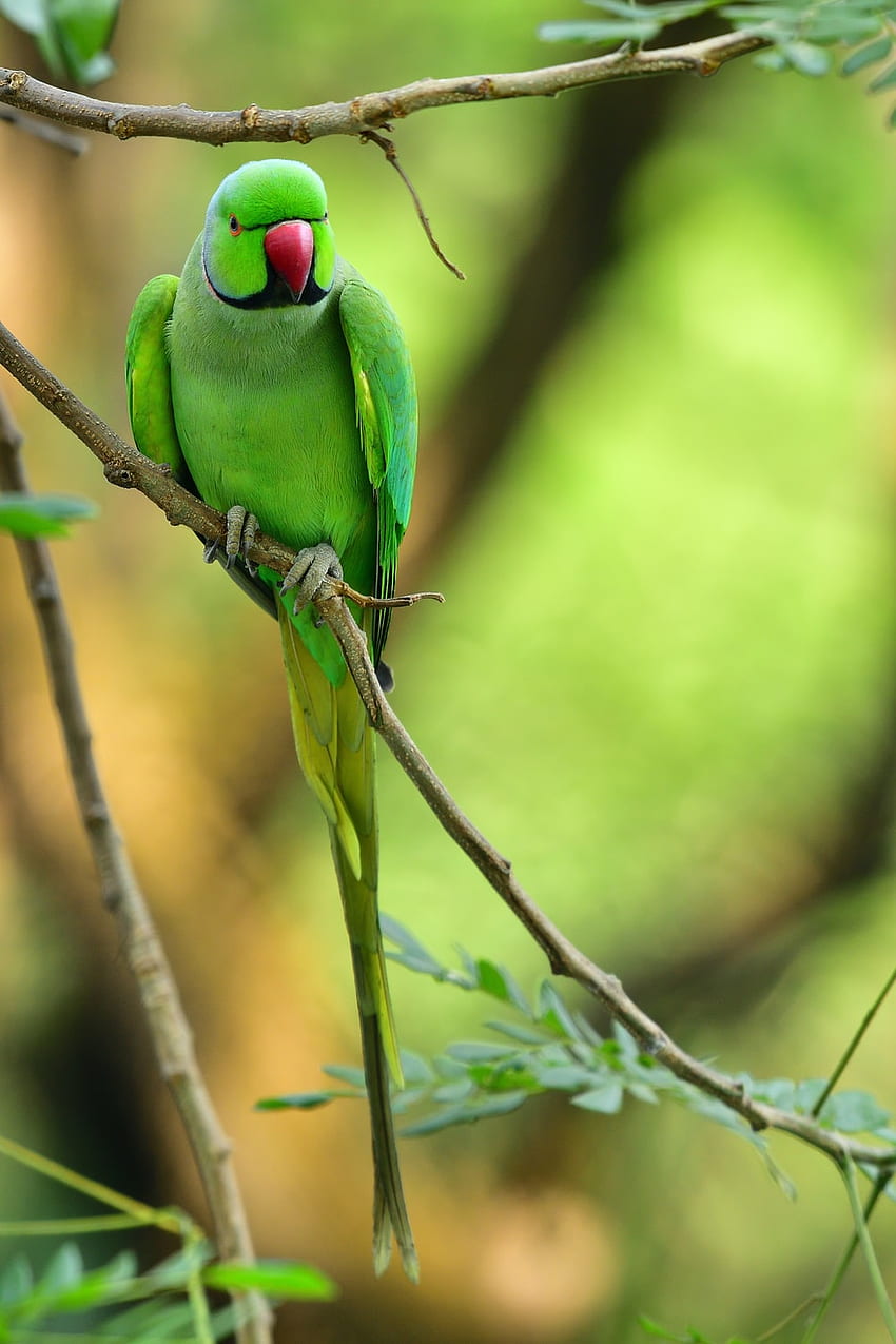 grüner Vogel auf braunem Ast tagsüber – Chembur, indischer Papagei HD-Handy-Hintergrundbild