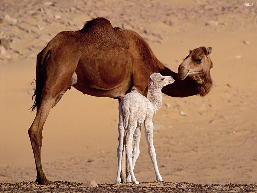 Animals, Camels HD wallpaper