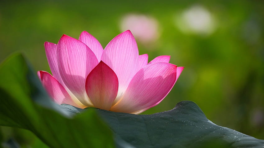 Pink Lily, leaves, petals, waterlily, lotus, blossom, pond HD wallpaper