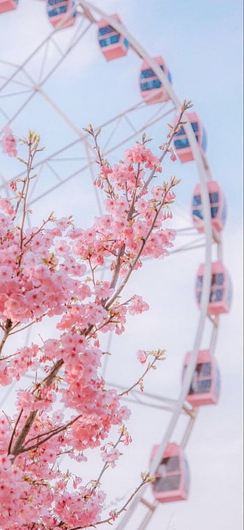 Beautiful Sakura Flower Cherry Blossom in Spring. Sakura Tree Flower on  Blue Sky. Stock Image - Image of floral, light: 144329345