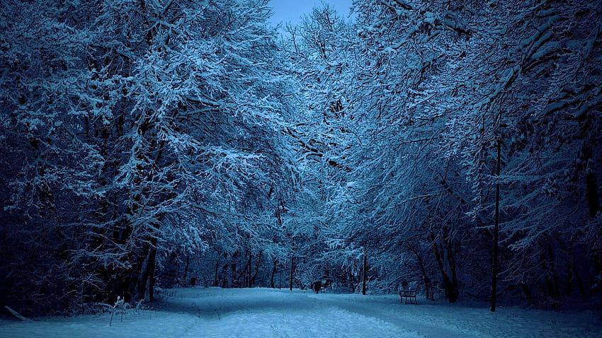 雪の森の夜 - 、コウモリの雪の森の夜の背景、雪の森 高画質の壁紙