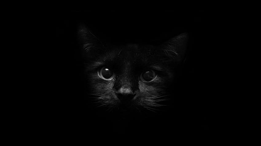 かわいい黒、審美的な黒猫 高画質の壁紙