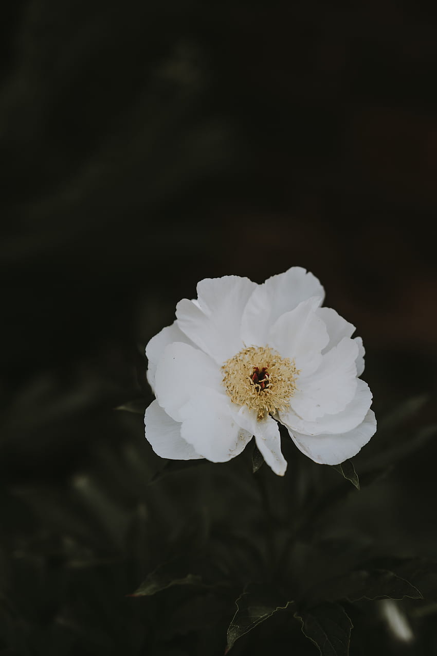 Flowers, Flower, Blur, Smooth, Pion, Peony HD phone wallpaper