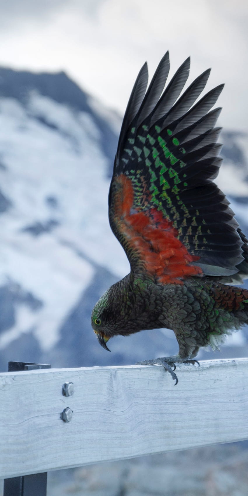 Alpine Parrot, Snow, Birds, Kea for Huawei Mate 10 HD phone wallpaper