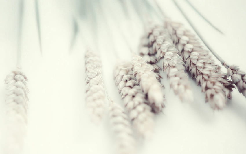 Weizen, Pflanze, Makro, Zärtlichkeit HD-Hintergrundbild