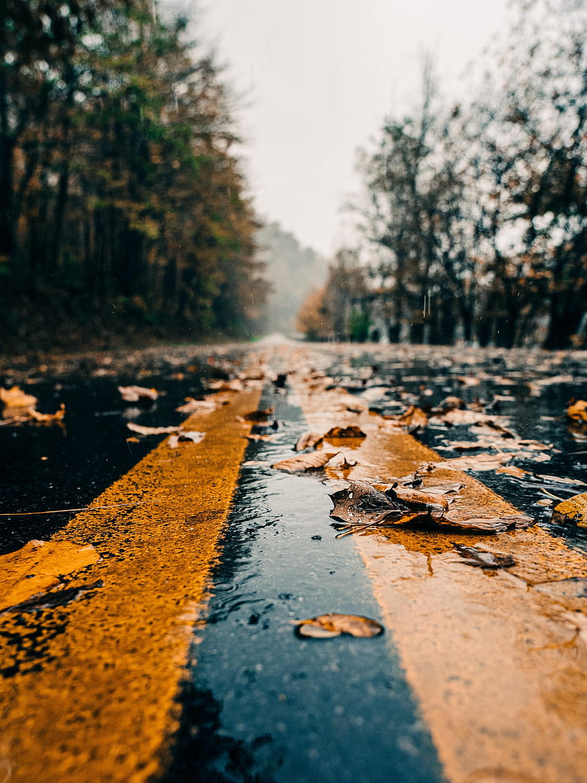 Nature, Autumn, Leaves, Road, Markup, Wet HD phone wallpaper
