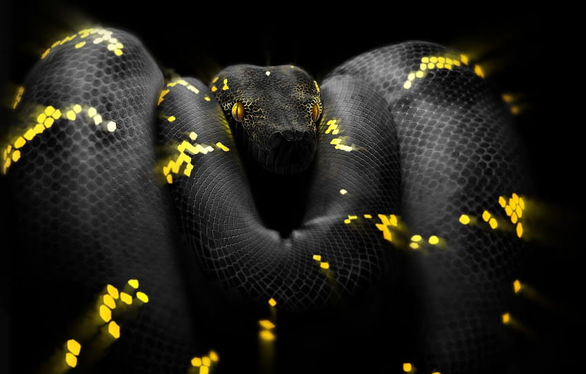 Snake, Eyes, Head, Python, Art, Snake, Python, autor: Ben Judd, Ben Judd, Surreal Snake for , section арт, Snake Art Tapeta HD