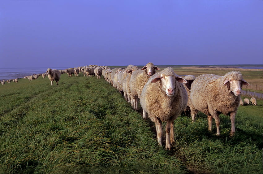 動物, 草, 牧草地, 羊, ヒツジ 高画質の壁紙