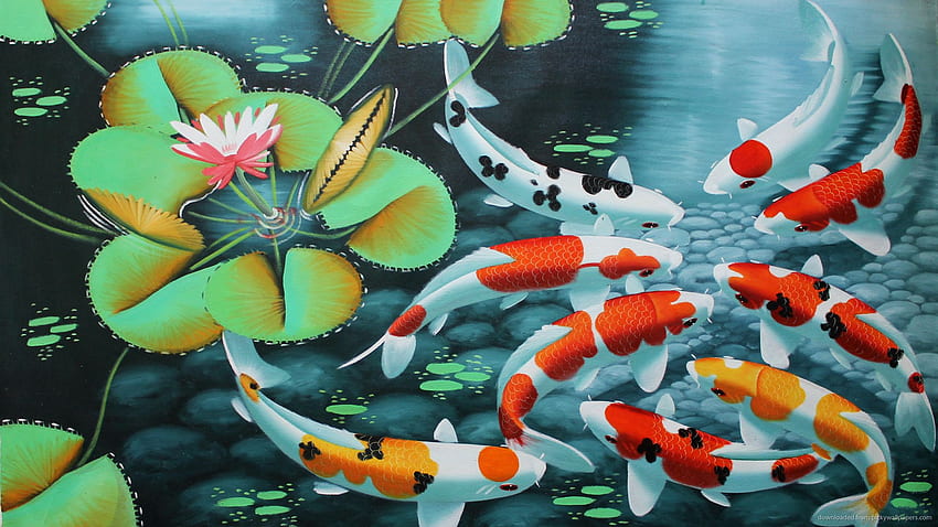 Koi-Fische, Koi-Teich HD-Hintergrundbild