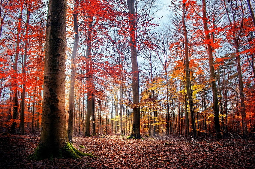 Couleurs de la forêt, feuilles, bois, mousse, arbres, couleurs, automne, belle, forêt Fond d'écran HD