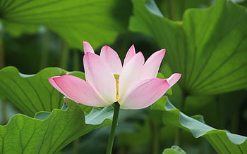 Lotus flower wallpapers là tài liệu không thể thiếu cho những ai yêu thích hoa sen. Hình ảnh những bông hoa sen xinh đẹp sẽ khiến bạn thấy như đang đứng giữa khu vườn nước sen đầy mê hoặc. Hãy chiêm ngưỡng và thưởng thức hoa sen ngay bây giờ!
