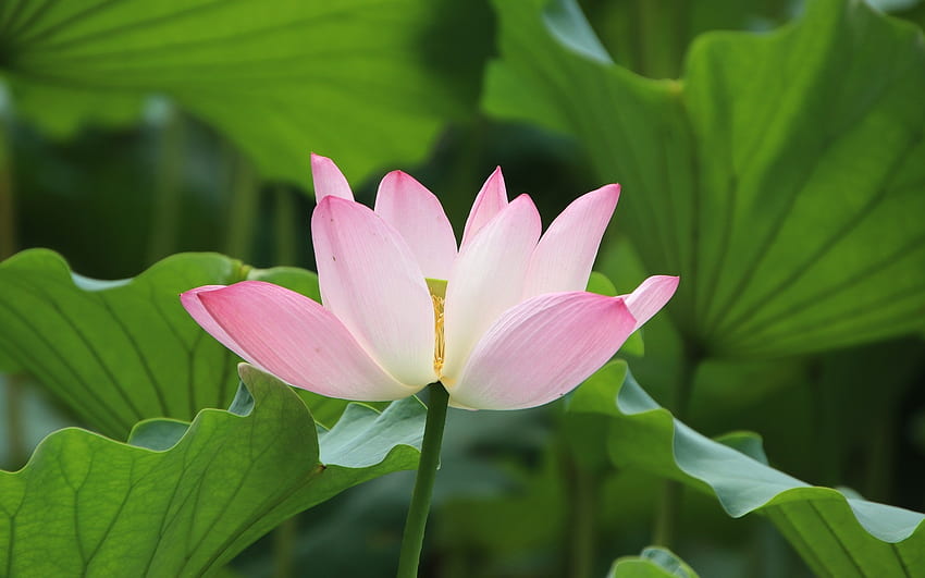 Lotus, leaves, pink, flower HD wallpaper