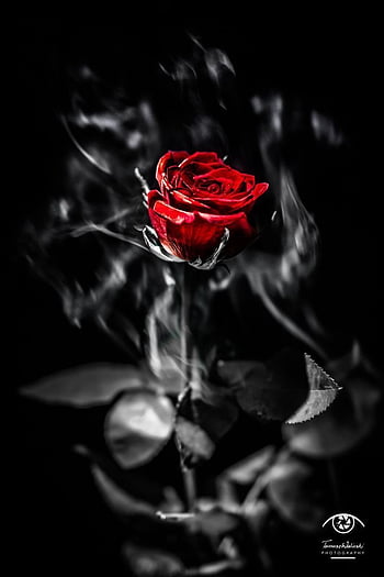 Photograph of a Red Rose with a Black Background  Free Stock Photo