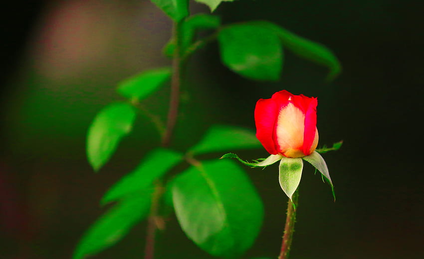 Single Rose, rose, bokeh, stems, bud, flower HD wallpaper