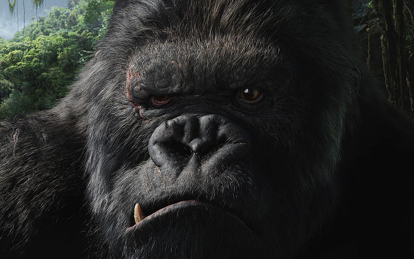 King Kong and Background, Gorilla King HD wallpaper
