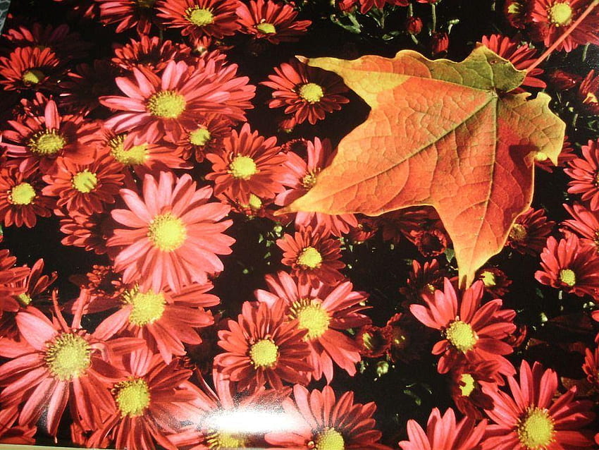 Autumn Flowers, Fall Floral HD wallpaper | Pxfuel
