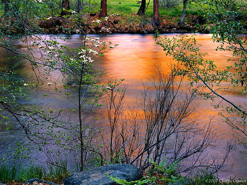Giù in riva al fiume, fiume, piante, riflesso dorato, alberi, tranquillo, tramonto Sfondo HD