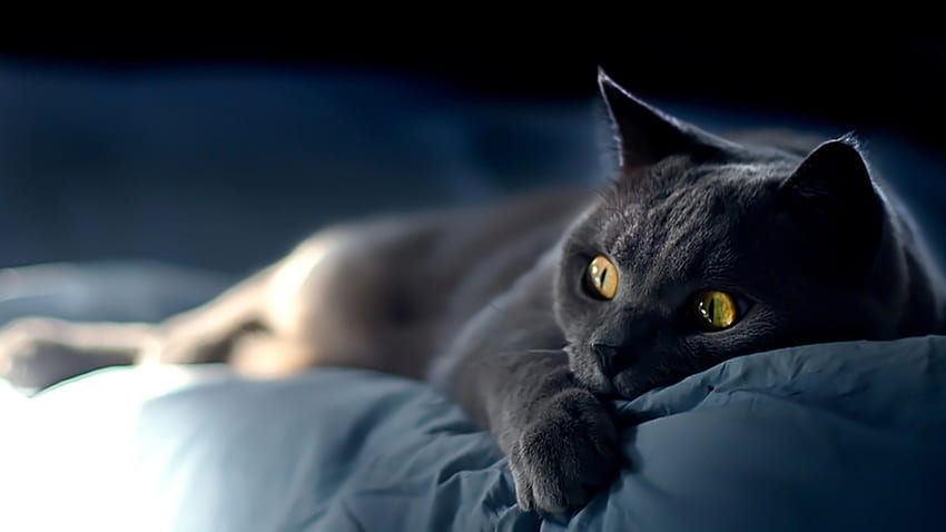 Cat on blue sheets. How to set on your ? Click the link from above and set the on the from your OS. HD wallpaper
