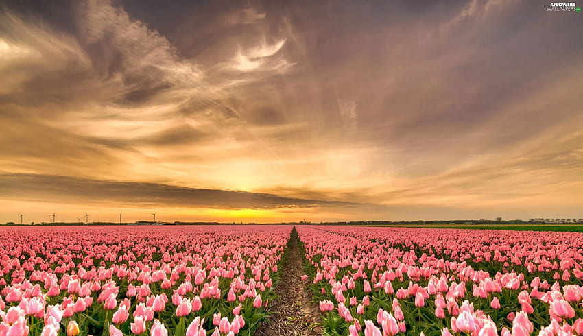 perkebunan, Tulip, Sunrise, Pink - Bunga : Wallpaper HD