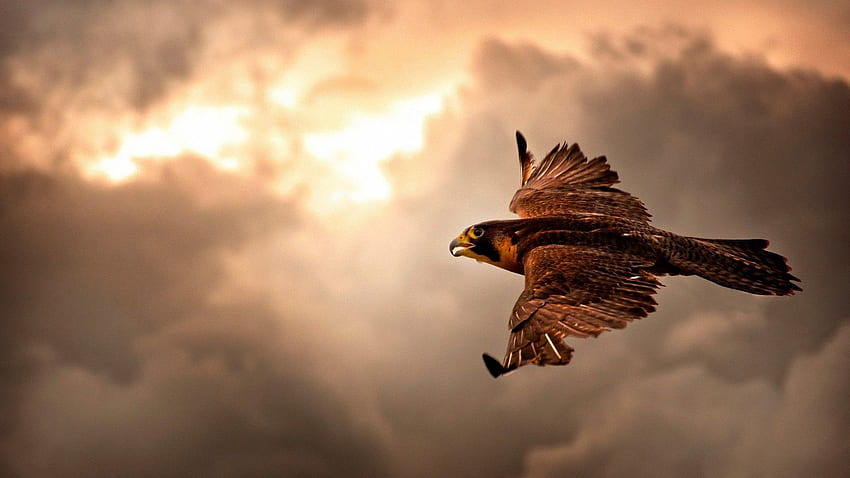 clouds hawk flying - background. Eagle , Eagle in flight, Pet birds HD wallpaper