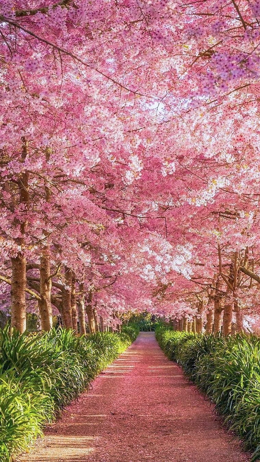 Güzel Doğa, Çiçek Ağacı HD telefon duvar kağıdı