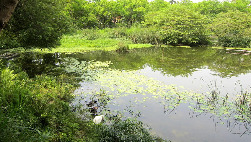 peaceful lake, Leisurely, duck, goose, peaceful, lake HD wallpaper