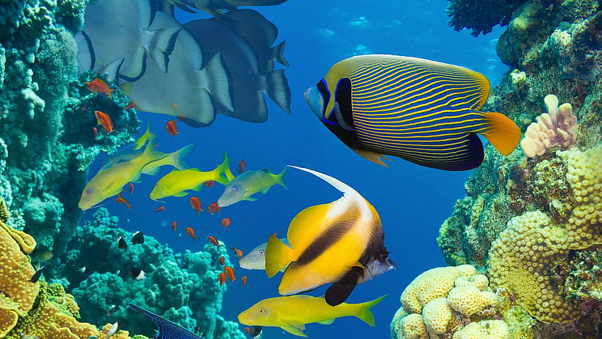 Oceano, vita marina, corallo, colorato di pesci tropicali, biologia marina Sfondo HD
