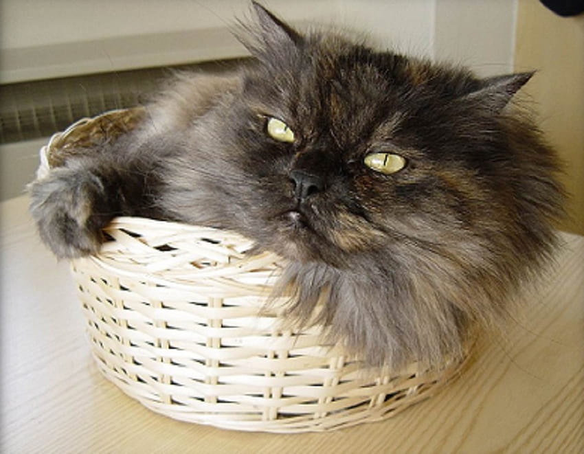 Kitty in a Basket, basket, black, eyes, cat, persian HD wallpaper