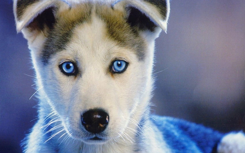 Animals, Puppy, Kid, Tot, Husky, Haska, Blue Eyed, Blue-Eyed HD wallpaper