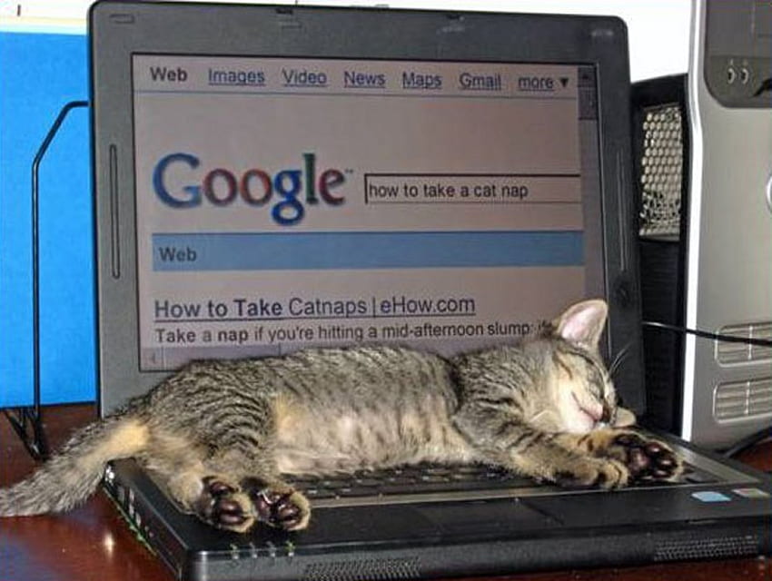 Ricerca Google: pisolino, pisolino, carino, gatto, computer Sfondo HD