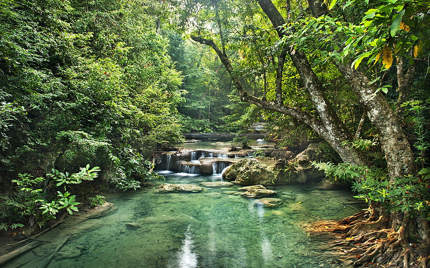 rainforest, river, waterfalls, trees, jungle, forest for with resolution . High Quality HD wallpaper