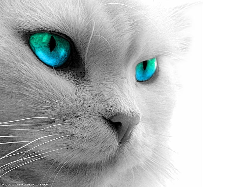 Occhi di gatto nero Occhi di gatto blu Gatto giallo - Occhio blu Occhio di gatto nero - -, Occhi verdi di gatto nero Sfondo HD