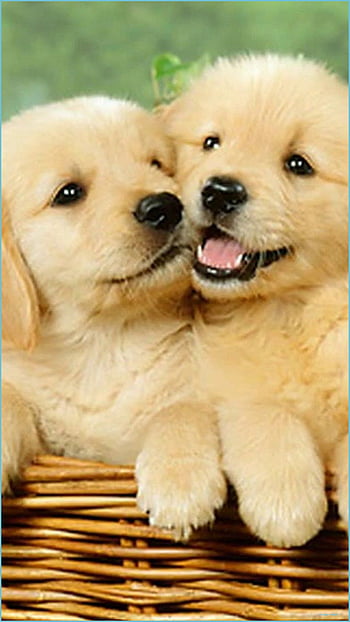 The super cute dog puppies HD wallpapers | Pxfuel