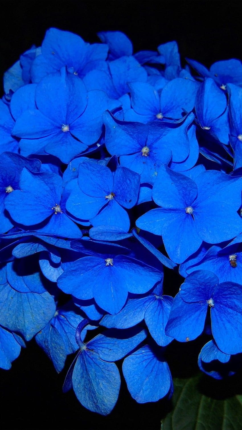 Blue Flower For iPhone 6 HD phone wallpaper | Pxfuel