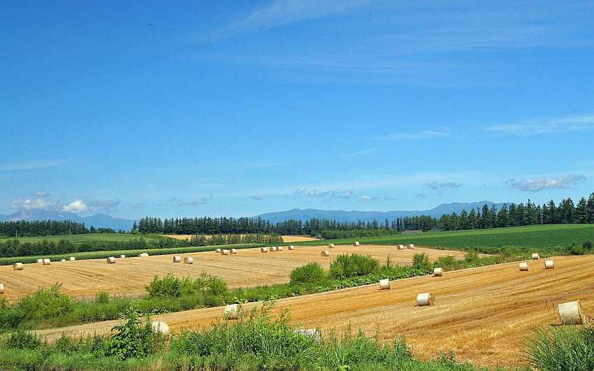 Natur, Felder, Sommer, Bauernhof, Wirtschaft, Heu, Stroh, leer, Vorrat HD-Hintergrundbild