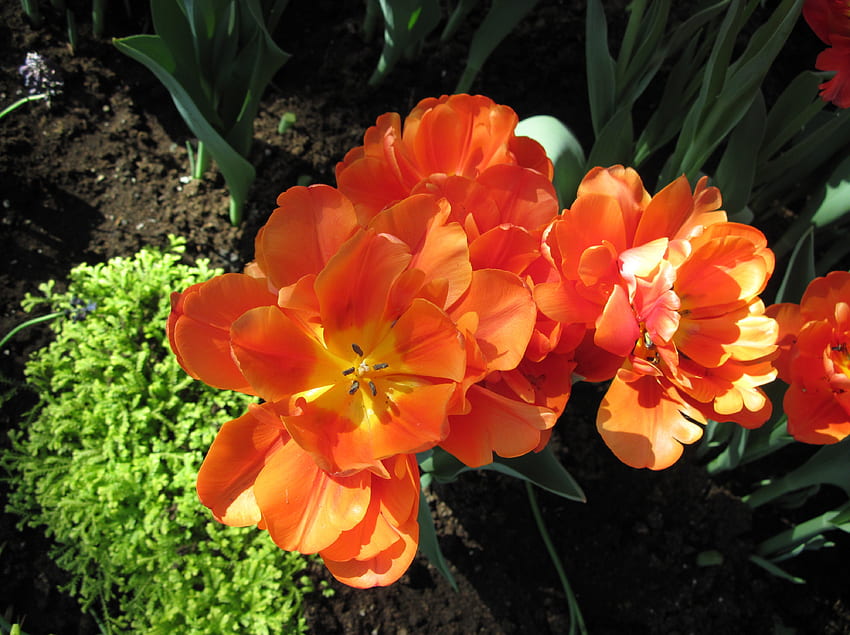 Kebun raya Alberta 47, Oranye, Tulip, graphy, hijau, Bunga, taman Wallpaper HD