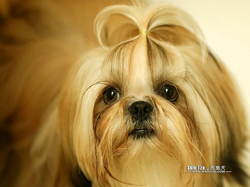 Shih Tzu, cane, cucciolo, animale domestico, capelli Sfondo HD
