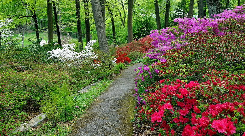 Jardin botanique, herbe, fleurs, printemps, forêt, promenade, plantes, chemin, jardin, beau, parc, verdure, arbres Fond d'écran HD