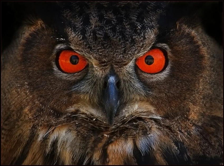 Chouette aux yeux rouges, nature, oiseaux Fond d'écran HD