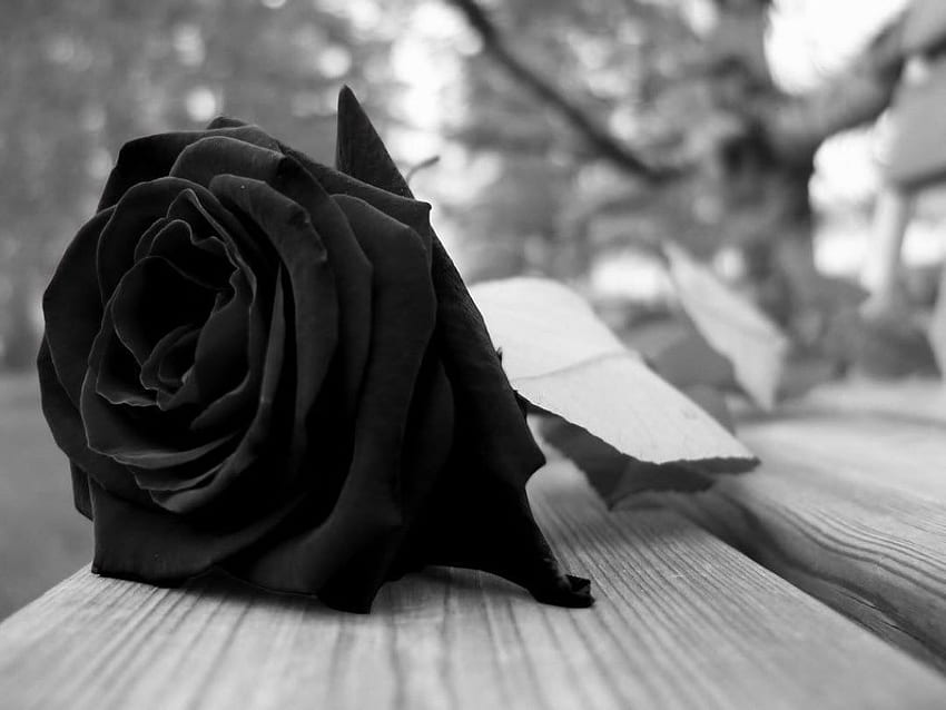 Discover and share the most beautiful from around the world Black roses   Aesthetic roses Black rose flower Black and White Rose Flower HD phone  wallpaper  Pxfuel
