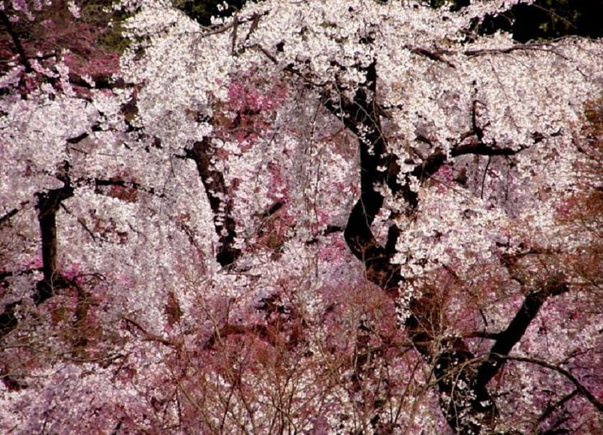 In the Pink, black, full, beautiful, tree, pink, contrast, branches, colourful, blooms, blossom HD wallpaper