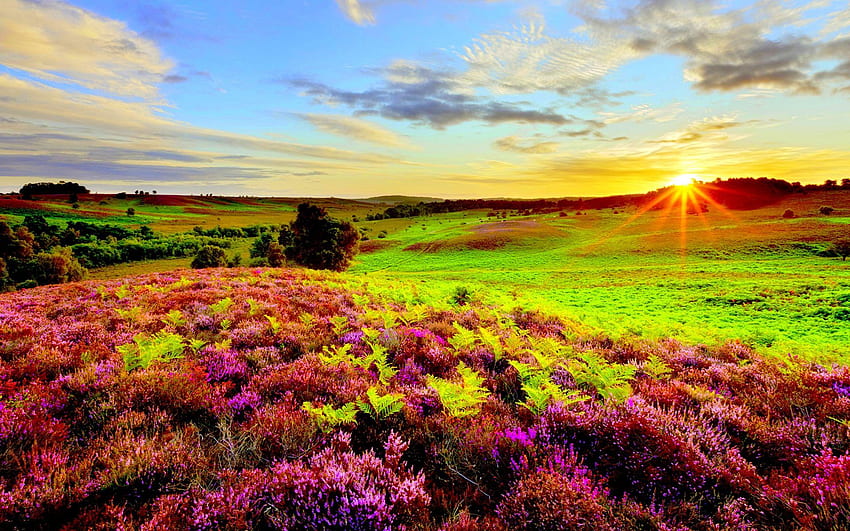 태양 광선 일출과 자연 보라색 꽃 녹색 잔디 초원 HD 월페이퍼
