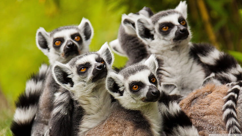 Five Black And White Sugar Gliders, Animals, Lemurs - HD wallpaper