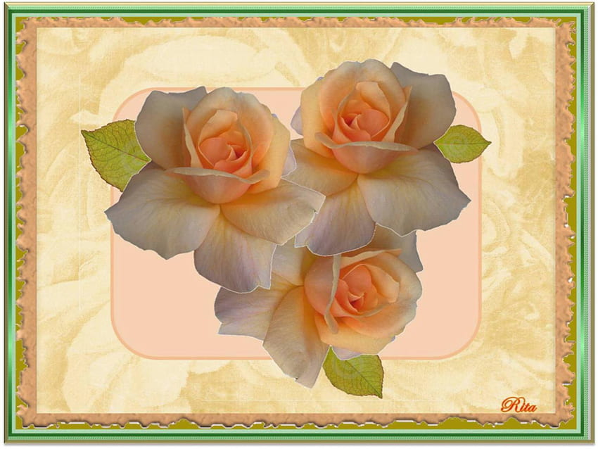 THREE PEACH ROSES FOR MY FRIEND CAROL, APPLEJACKQUEEN., roses, framed, peach, three HD wallpaper