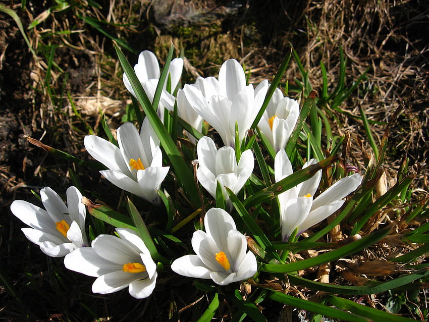 Biały krokus, krokus, kwiat, kwitnąca cebulka, wiosna, bulwa, bulwa Tapeta HD