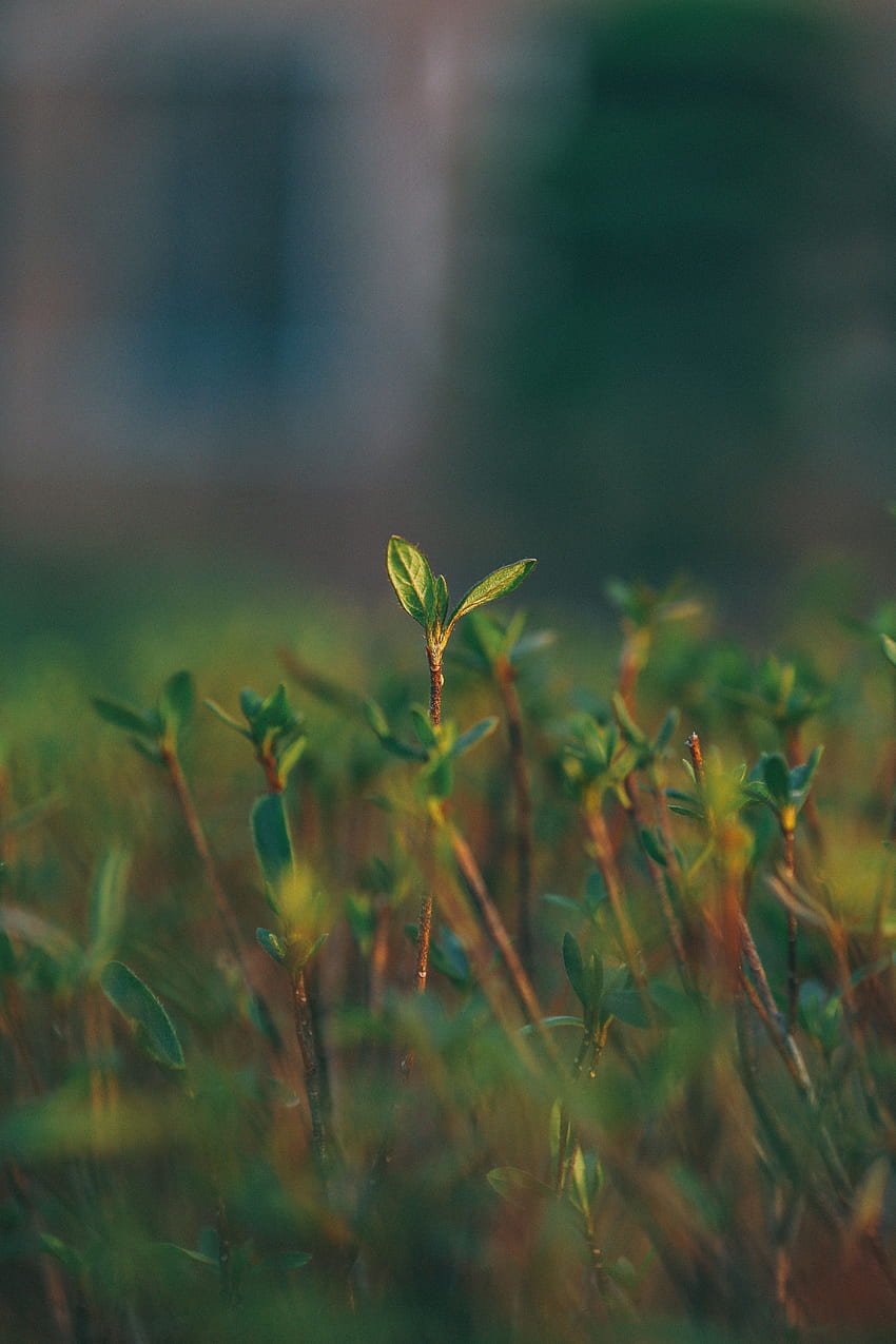 Grass, Macro, Blur, Smooth, Sprout HD phone wallpaper