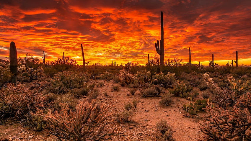 Etichetta del Saguaro: Tempesta del deserto del cactus verde del saguaro spinoso Sfondo HD